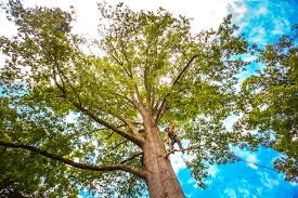  Allen, TX Tree Care Pros