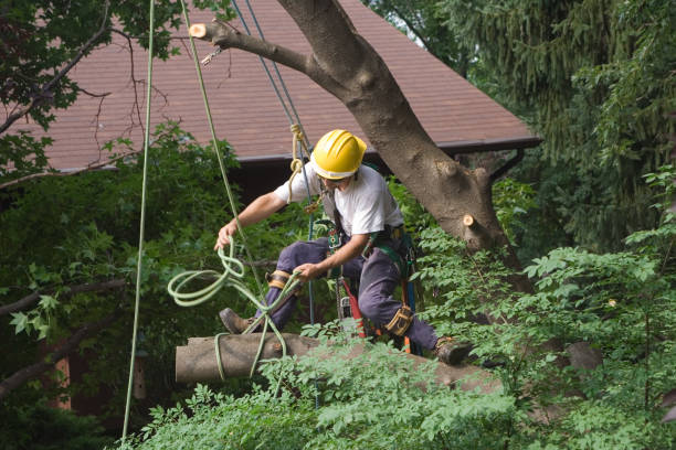How Our Tree Care Process Works  in  Allen, TX