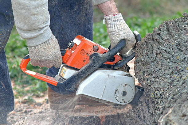 Allen, TX Tree Care Company