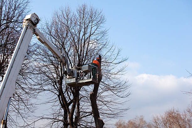 Mulching Services in Allen, TX